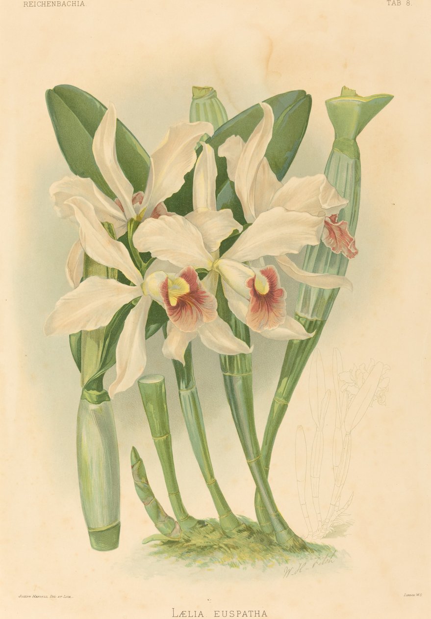 Laelia Euspatha de Joseph Mansell