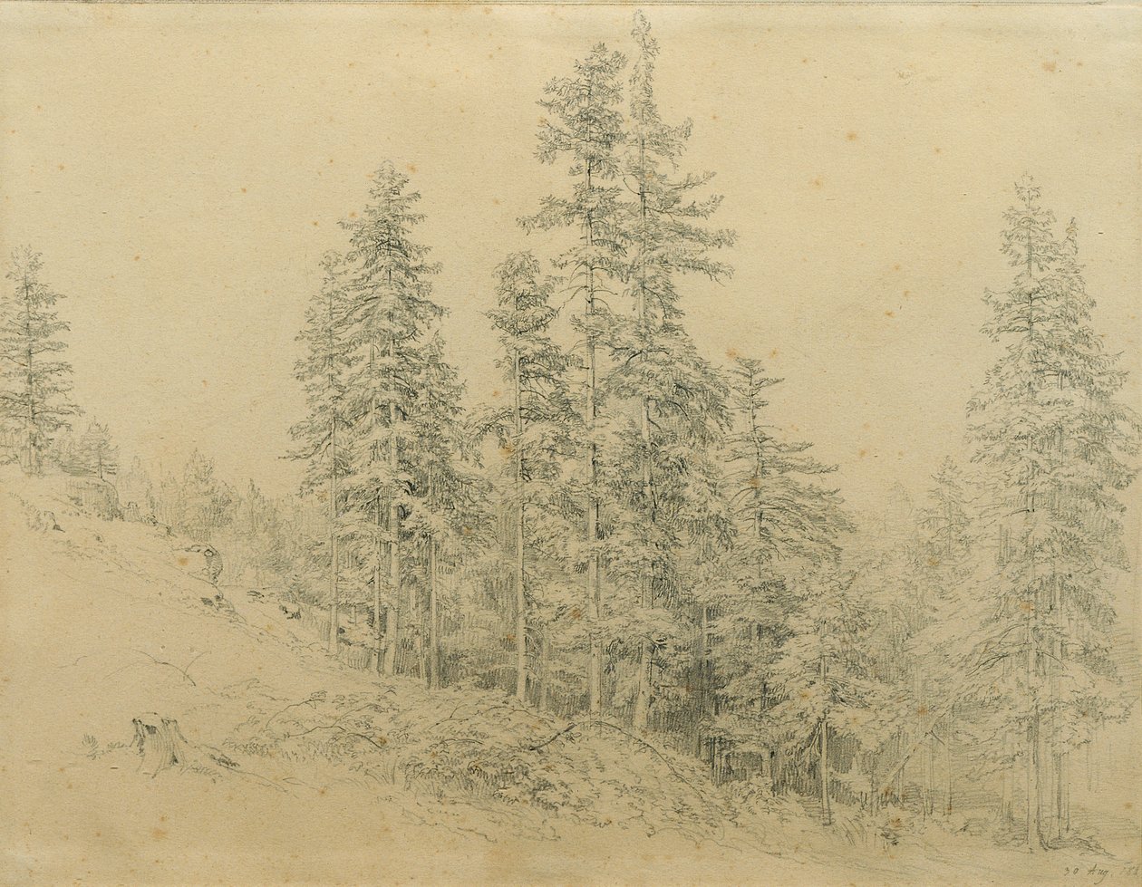 diente precioso de Joseph Martin Höger