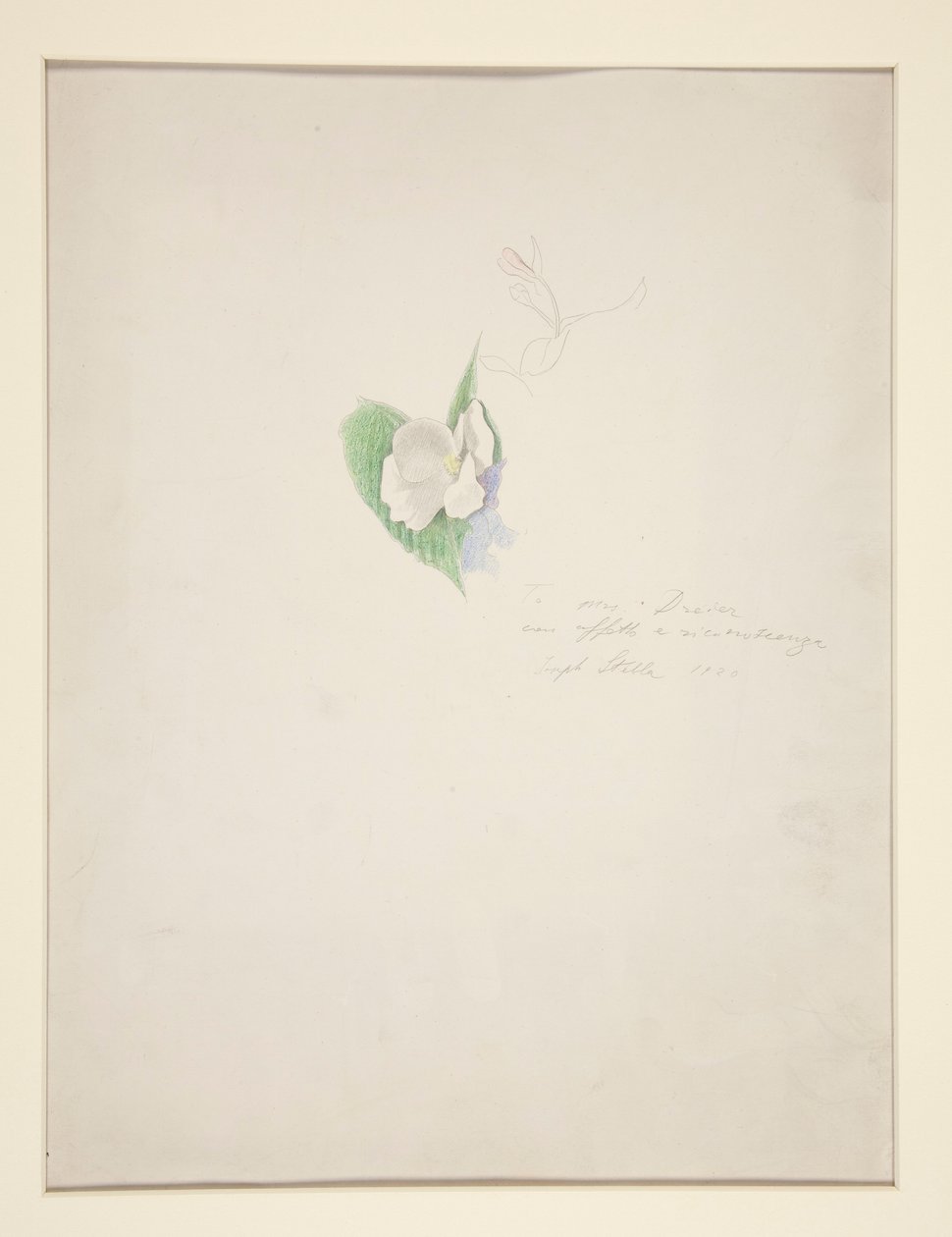 Flor de Joseph Stella