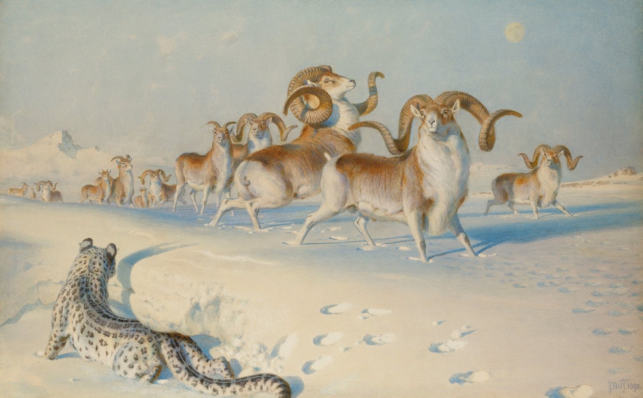 Un leopardo de las nieves acechando a Ovis Poli de Joseph Wolf