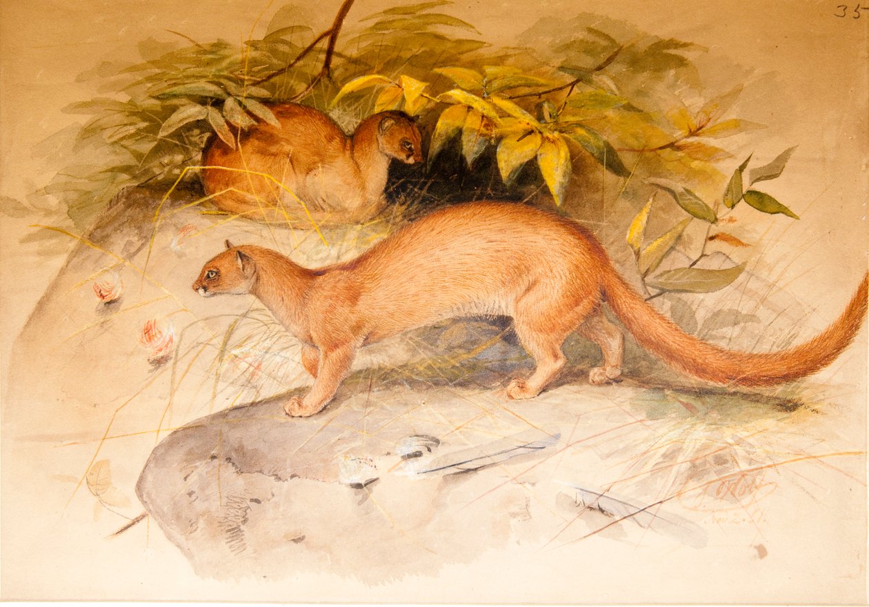 Eyra de Joseph Wolf