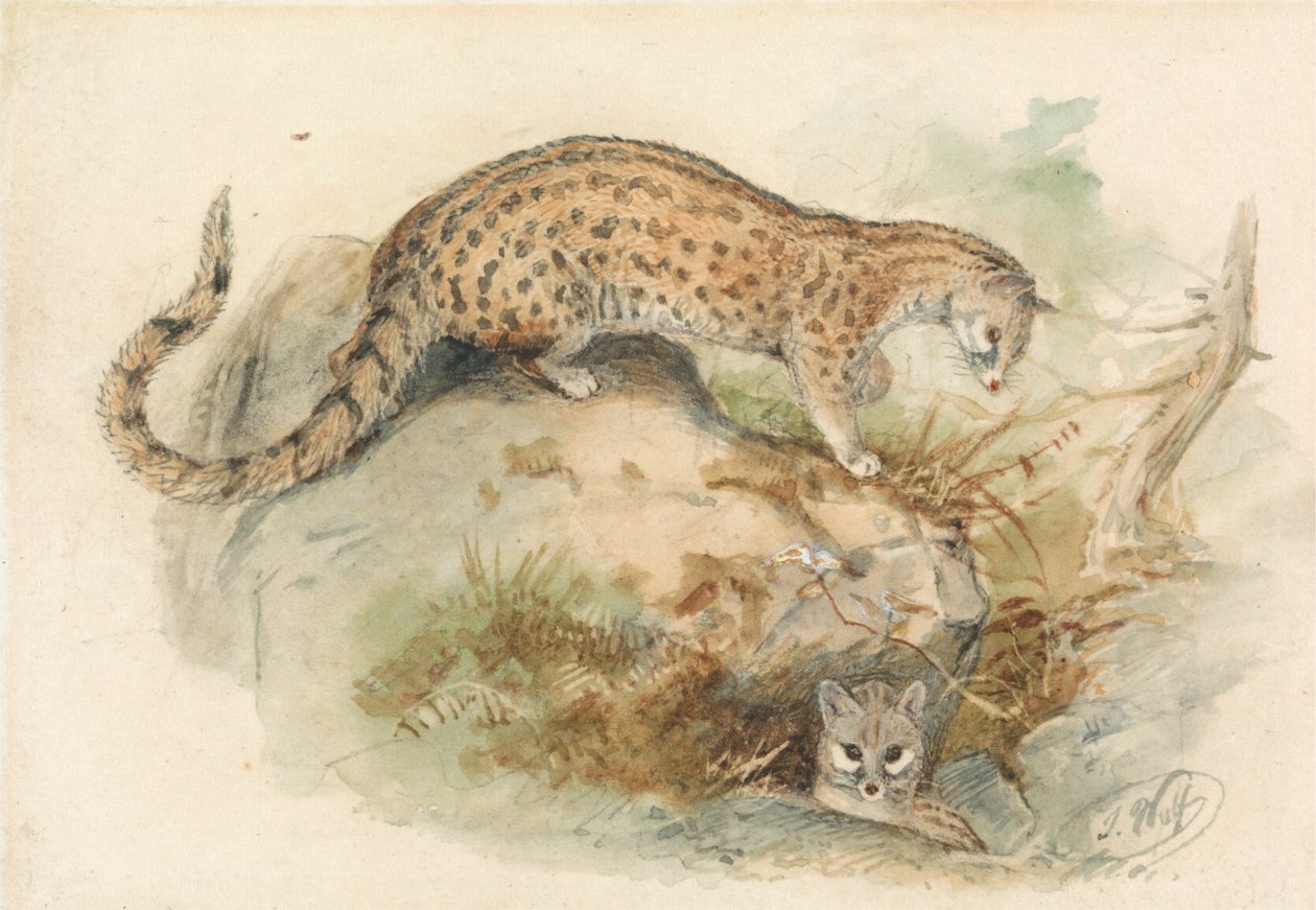 Genets de Joseph Wolf