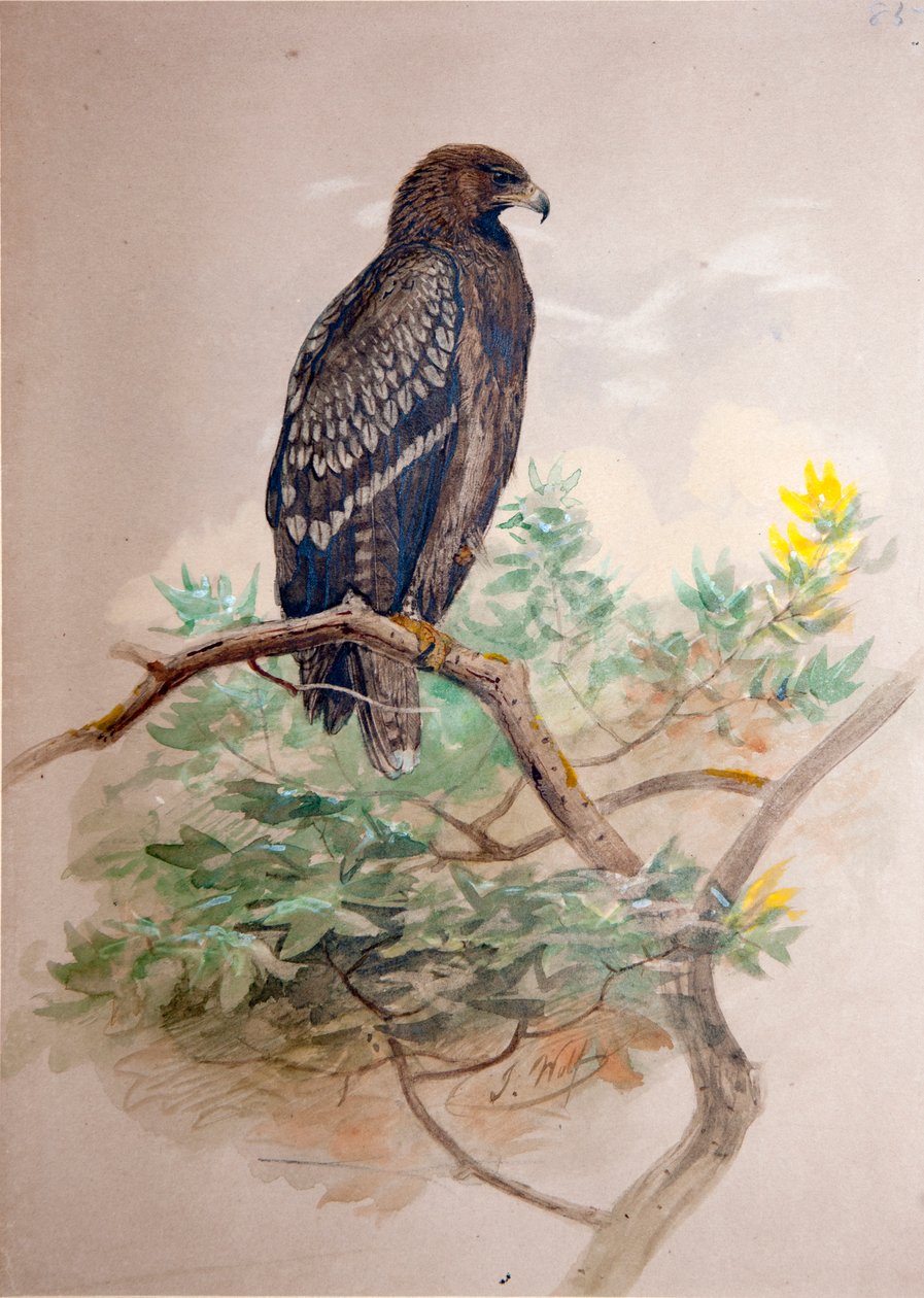 Águila moteada (Aquila clanga) de Joseph Wolf