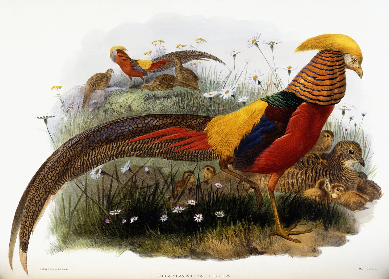 Thaumalea Picta de Joseph Wolf