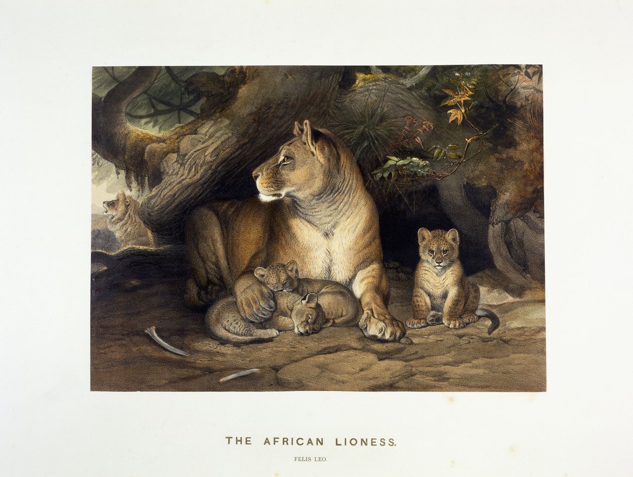 La leona africana, c.1880-1883 de Joseph Wolf
