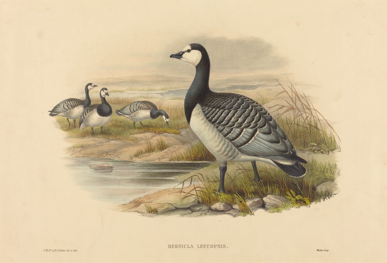 Ganso barnacla (Bernicla Leucopsis) de Joseph Wolf and H.C. Richter