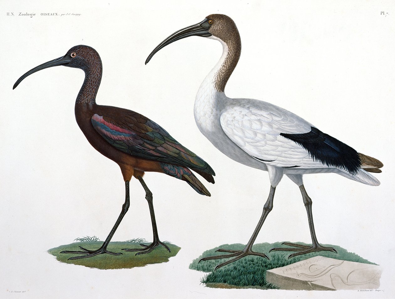 Ibis, de 