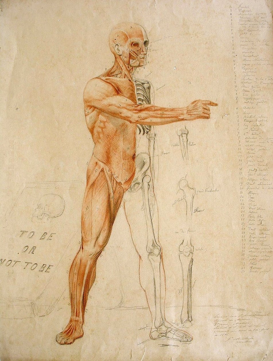 Dibujo anatómico de Jules Le Chevrel