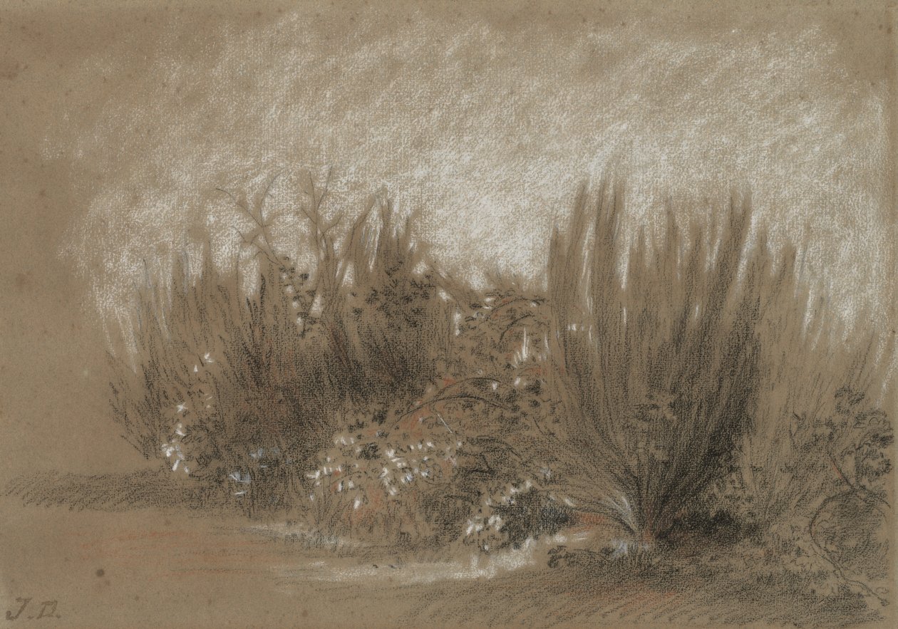 Genets et Ronces (Retama y zarzas) de Jules Dupré