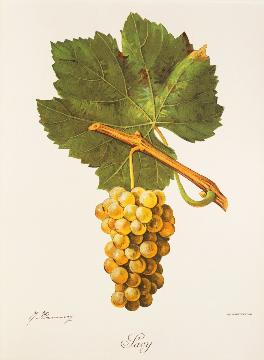 Uva Albourla de J. Troncy de Jules Troncy