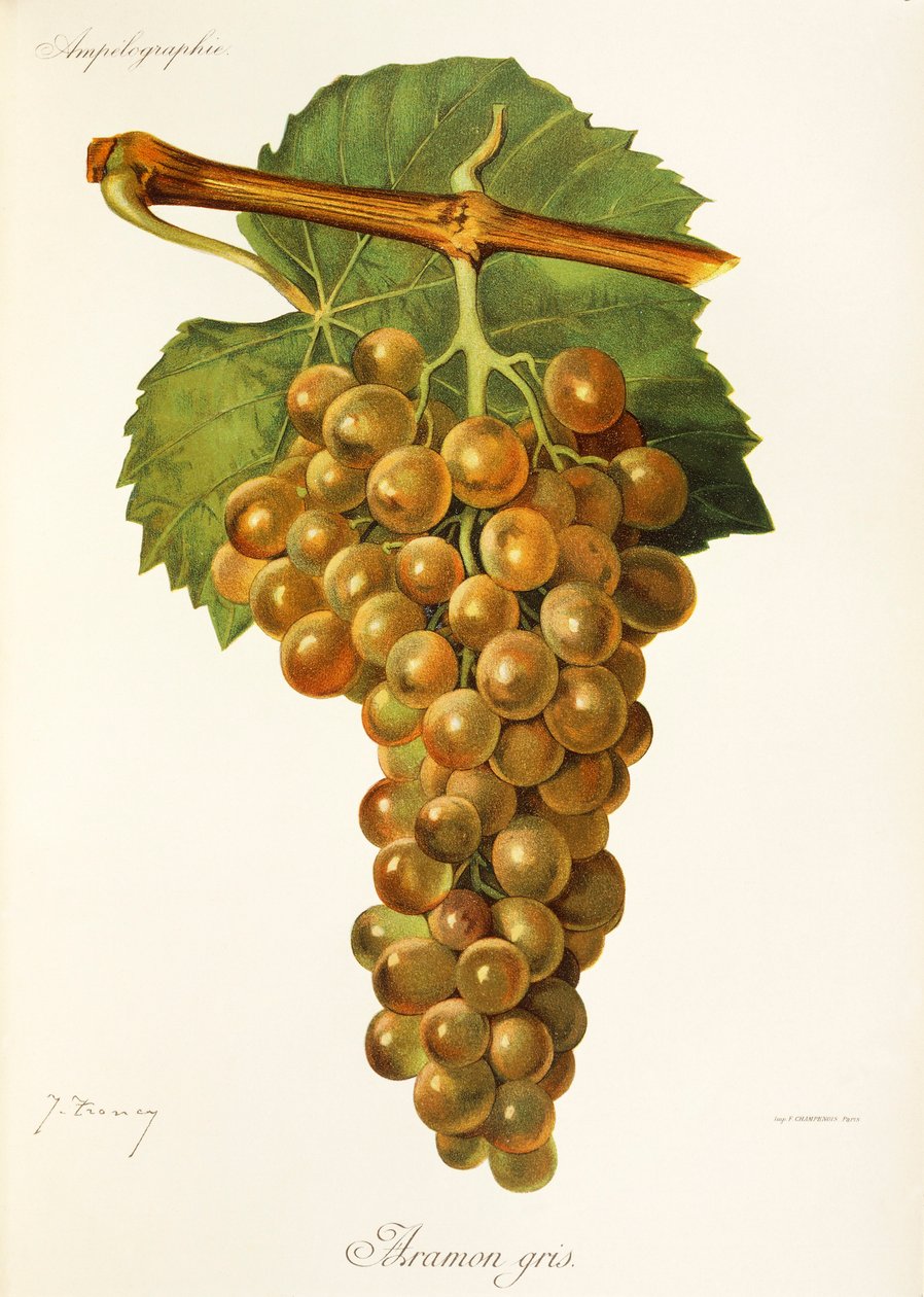 Uva Aramon Gris de J. Troncy de Jules Troncy