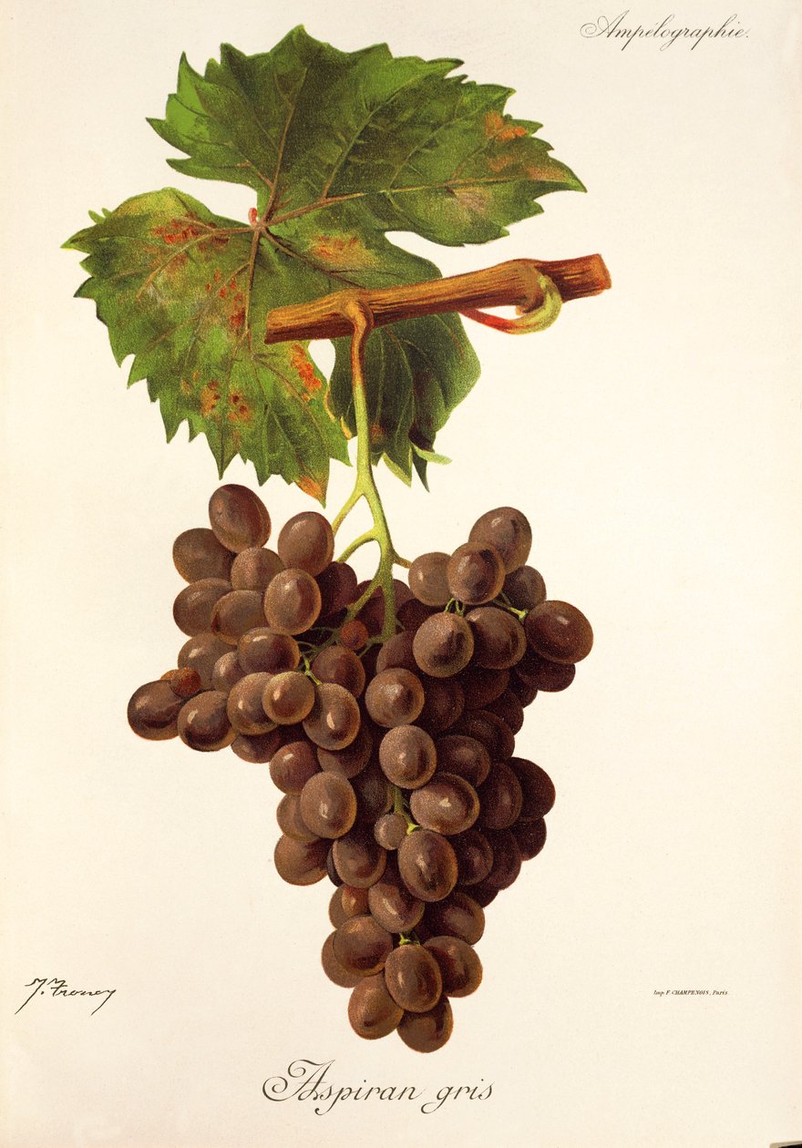 Uva Aspiran Gris de J. Troncy de Jules Troncy