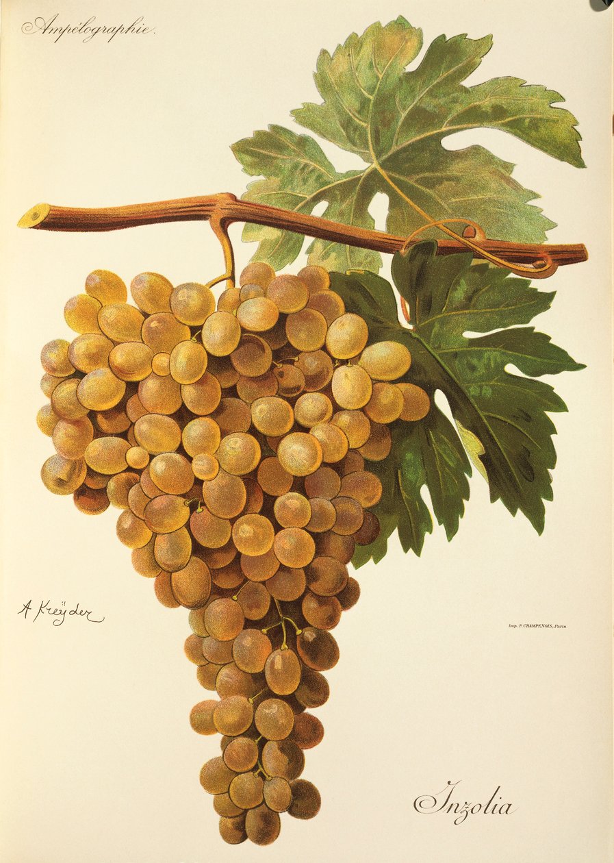 Uva Aspiran de J. Troncy de Jules Troncy