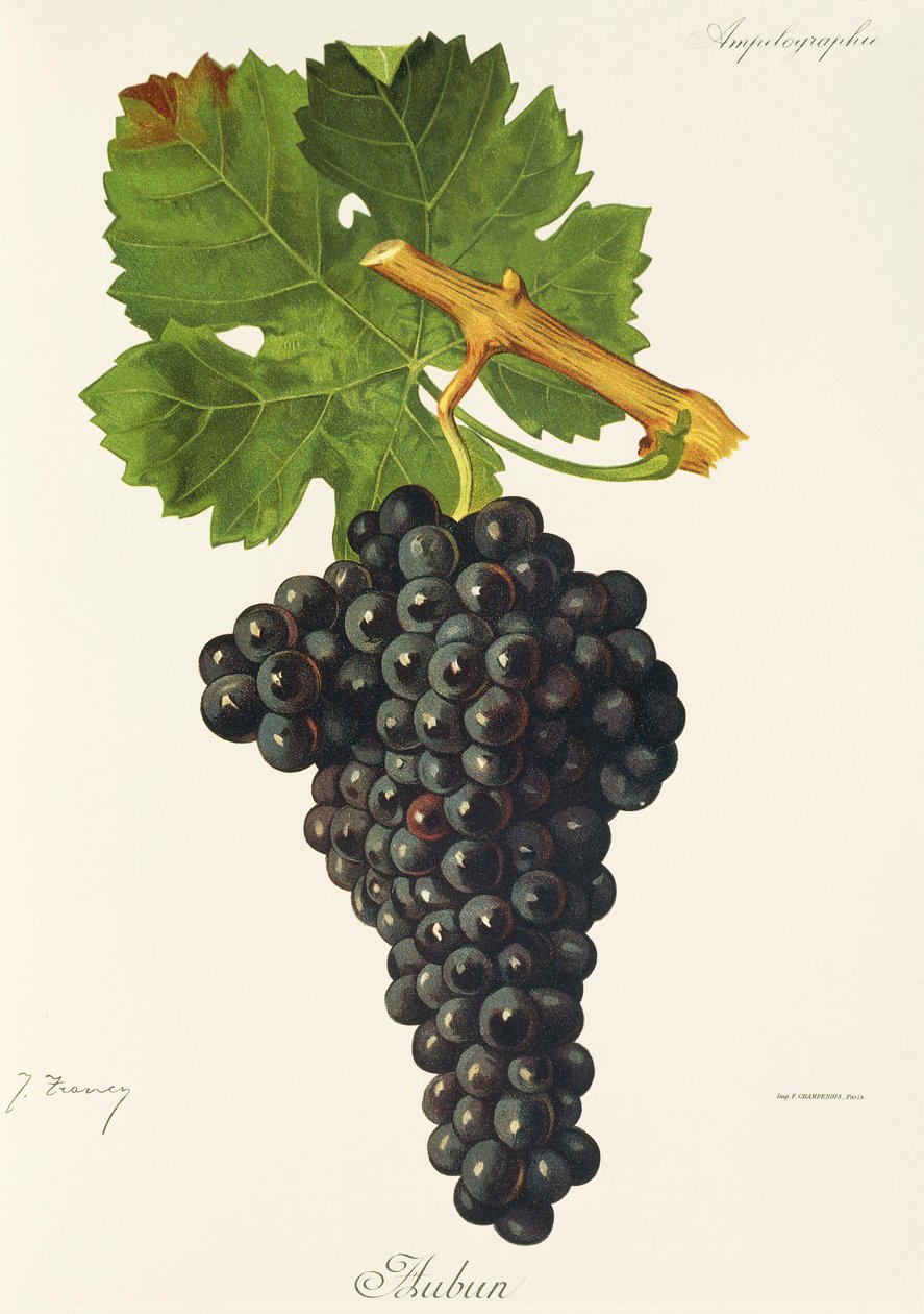 Uva Aubun de J. Troncy de Jules Troncy