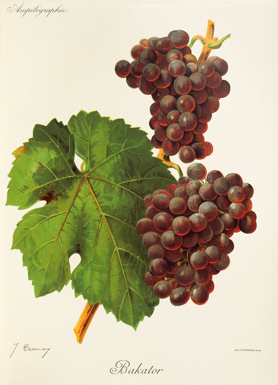 Uva Bakator de J. Troncy de Jules Troncy