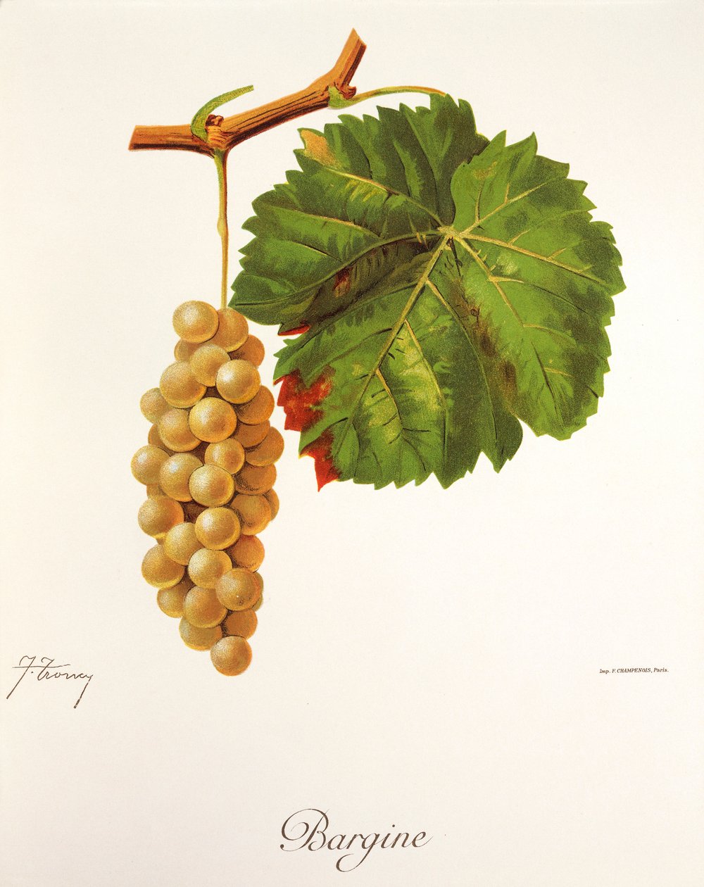 Uva Bargine de J. Troncy de Jules Troncy