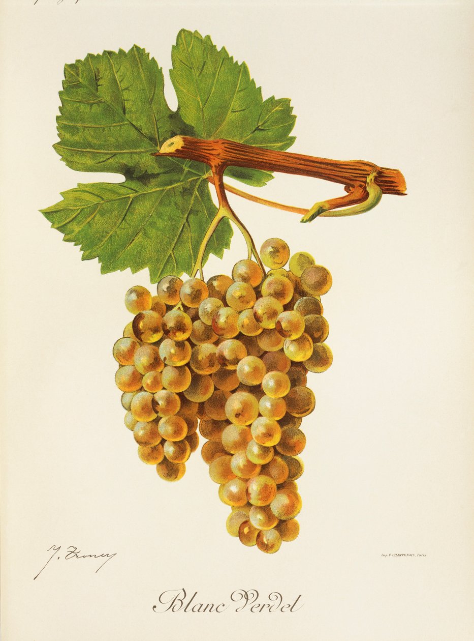 Uva Blanc Verdet de J. Troncy de Jules Troncy