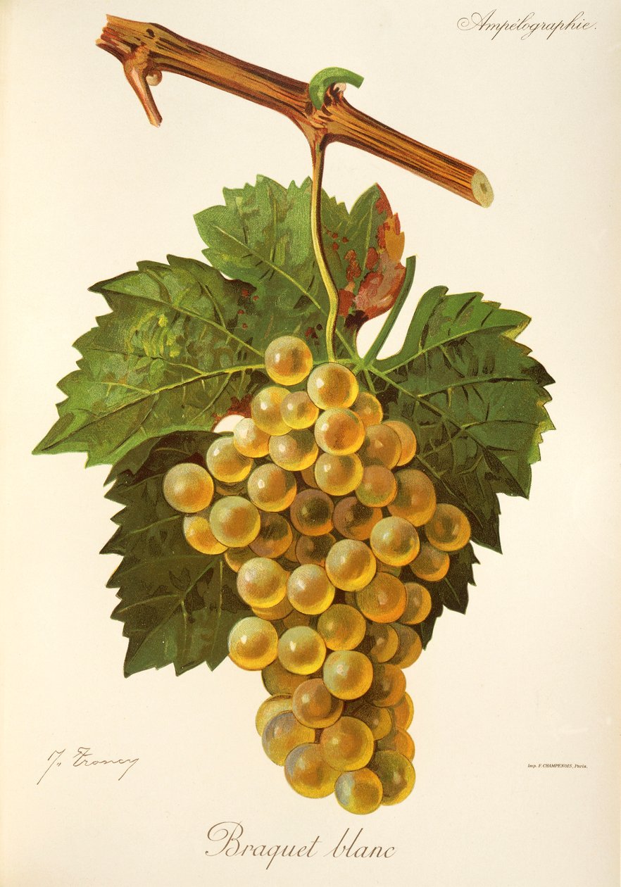 Uva Braquet Blanc de J. Troncy de Jules Troncy