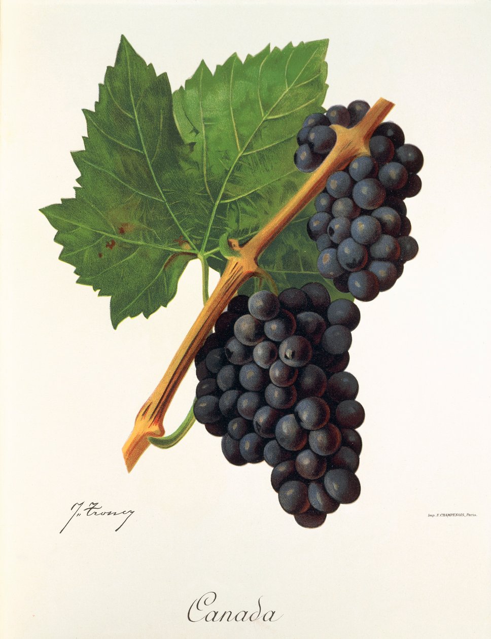 Uva de Canadá por J. Troncy de Jules Troncy
