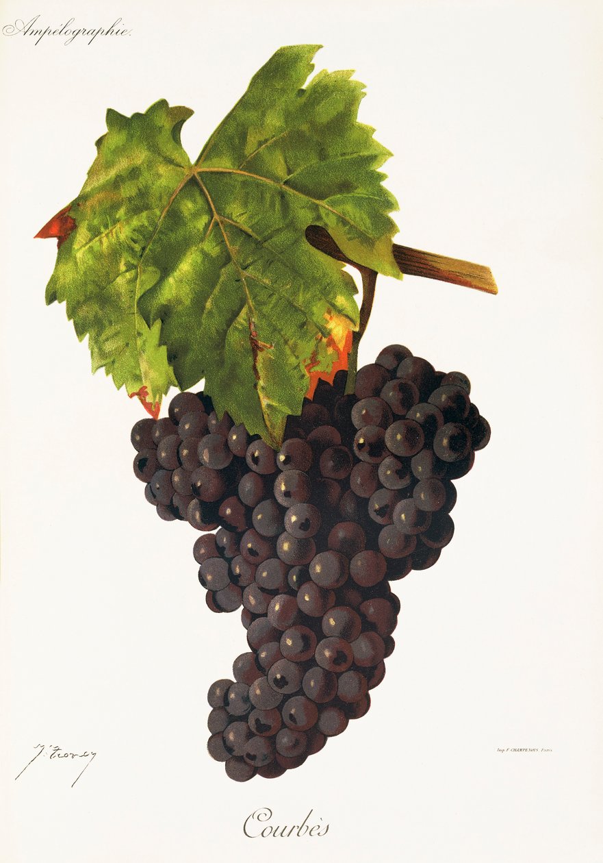 Uva Courbes de J. Troncy de Jules Troncy