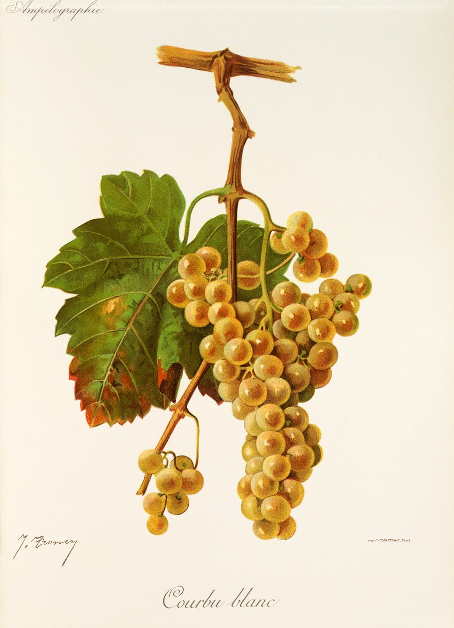 Uva Courbu Blanc de J. Troncy de Jules Troncy