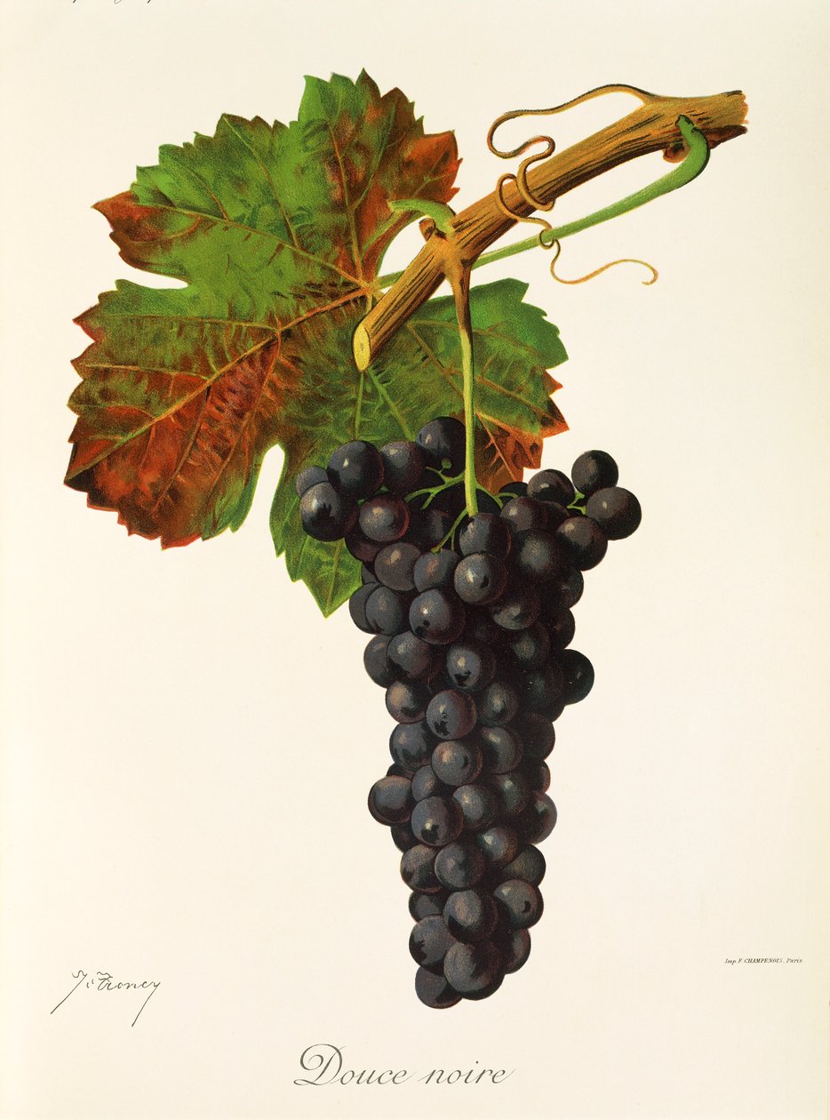 Uva Douce Noire de J. Troncy de Jules Troncy