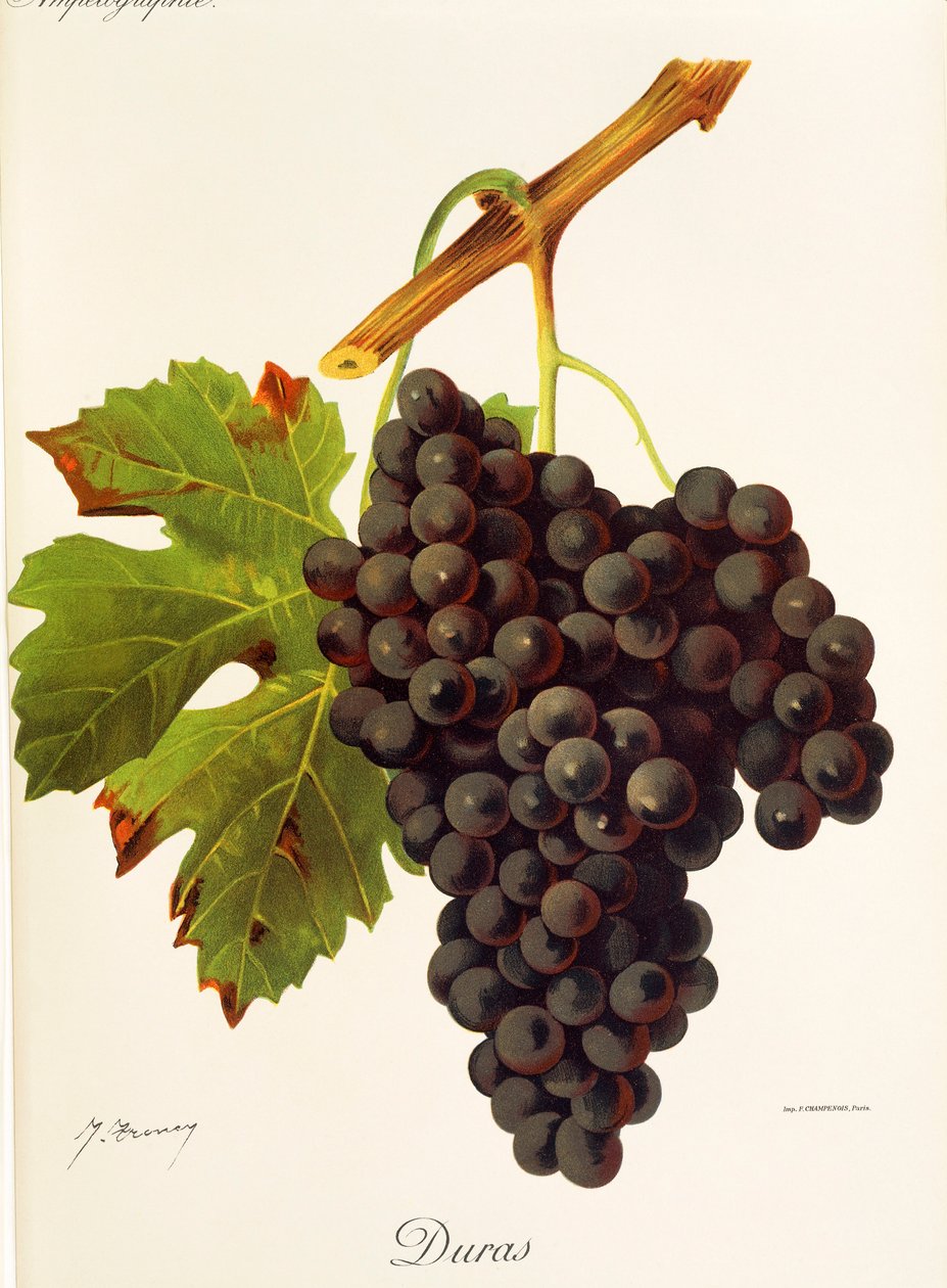 Uva Duras de J. Troncy de Jules Troncy