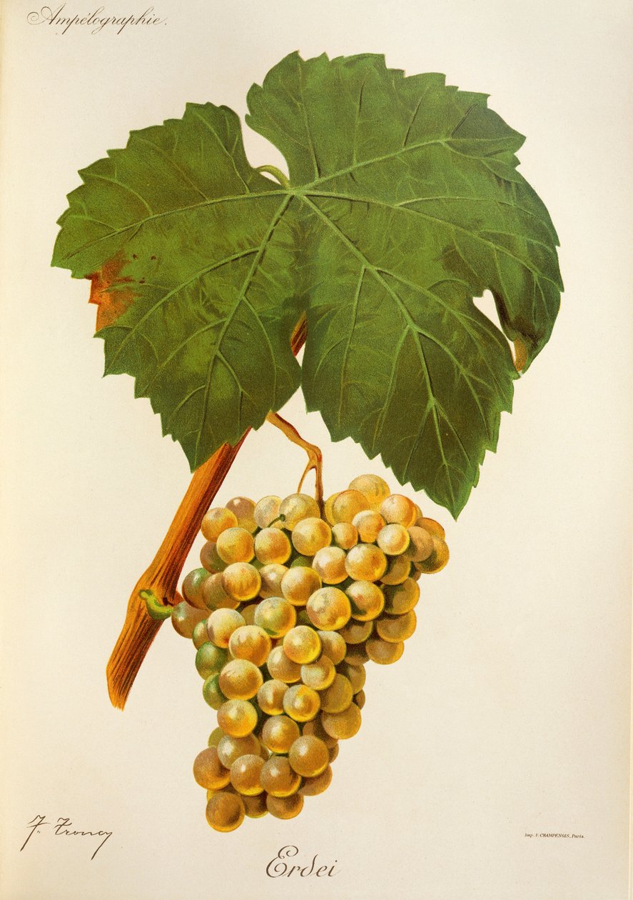 Uva Erdei por J. Troncy de Jules Troncy
