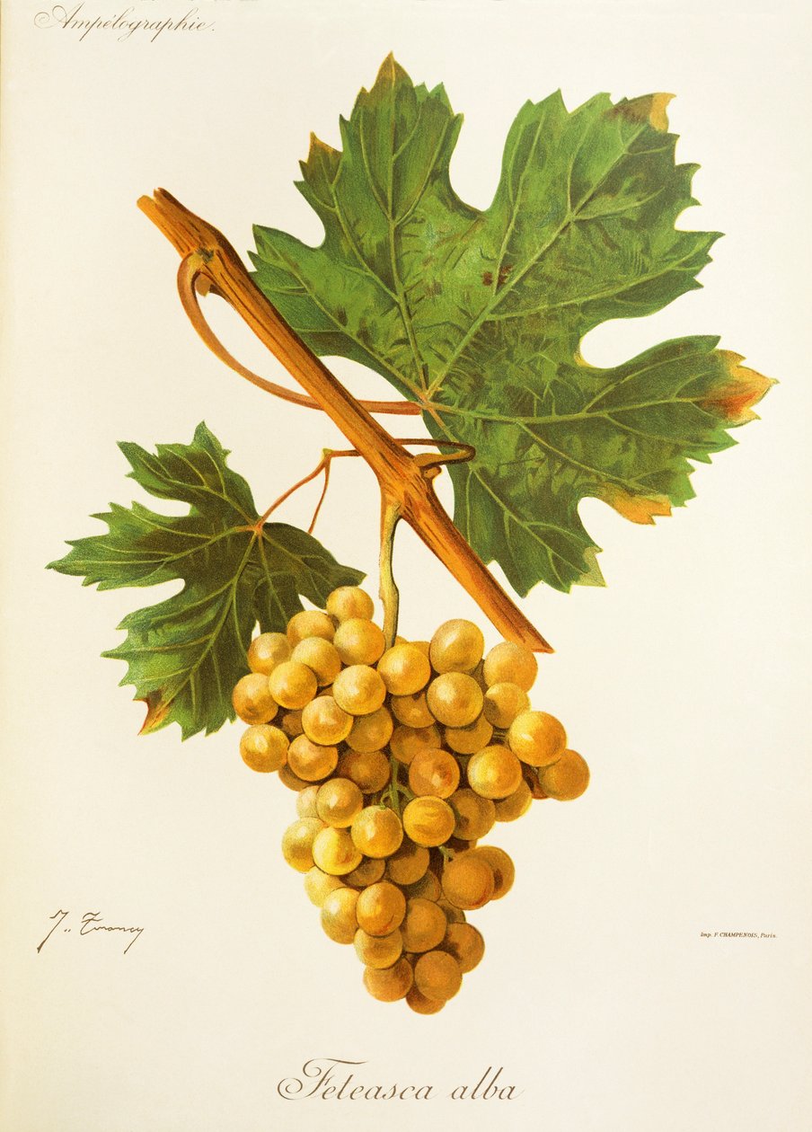 Uvas Feteasca Alba de J. Troncy de Jules Troncy