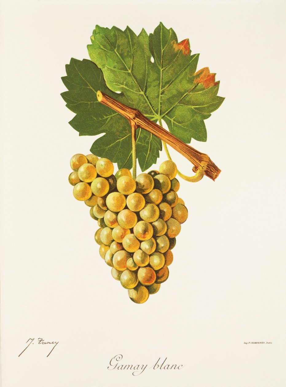 Uva Gamay Blanc por J. Troncy de Jules Troncy