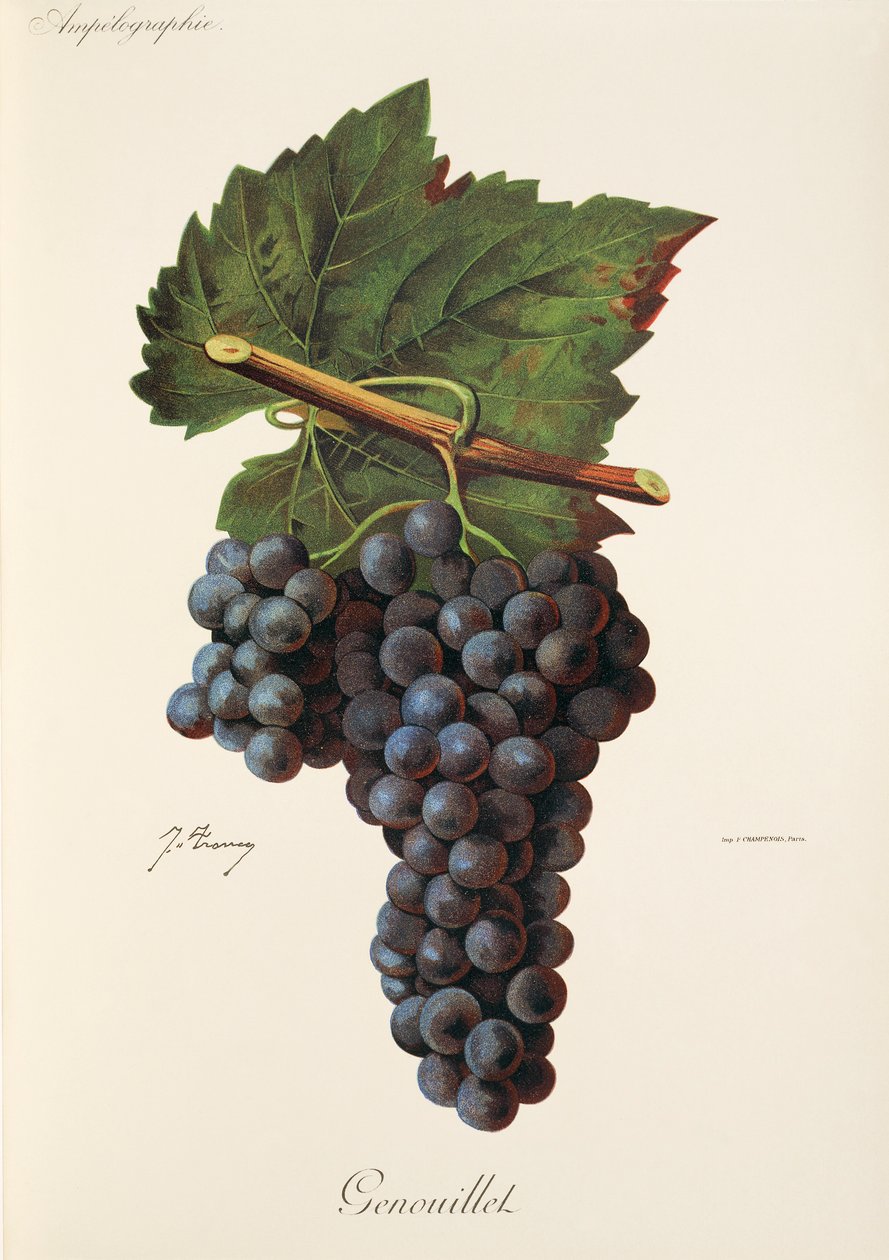 Uva Genouillet por J. Troncy de Jules Troncy