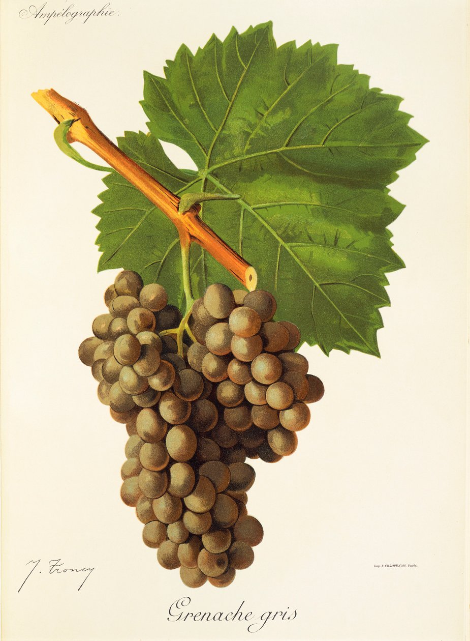 Uva Garnacha Gris de J. Troncy de Jules Troncy