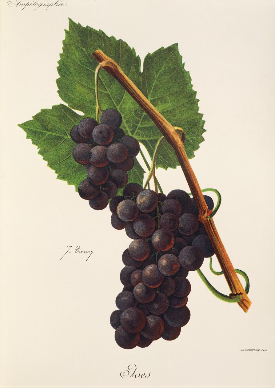 Uva Ives de J. Troncy de Jules Troncy