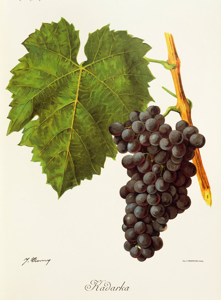 Uva Kadarka de J. Troncy de Jules Troncy