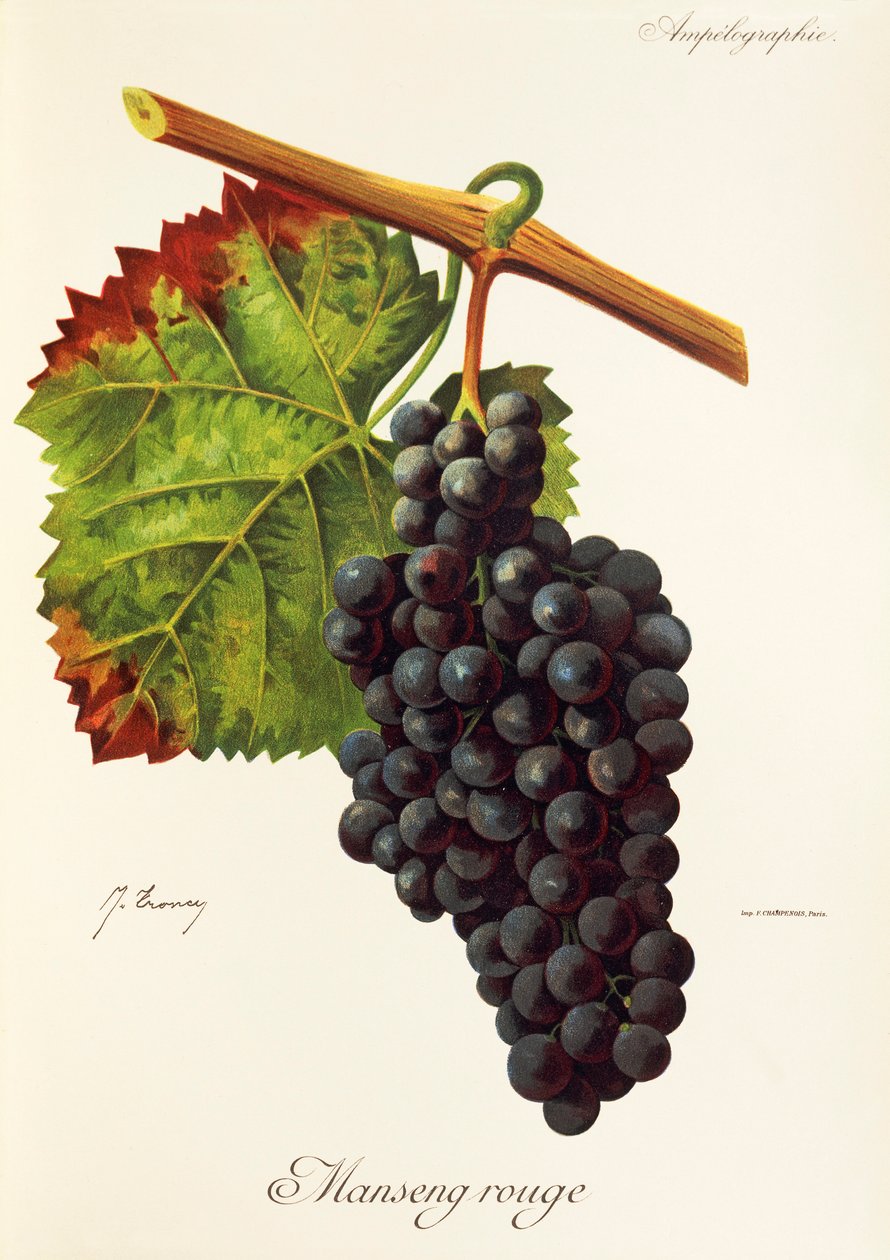 Uva Manseng Rouge de J. Troncy de Jules Troncy