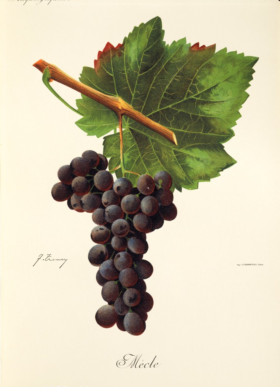 Uva Mecle de J. Troncy de Jules Troncy
