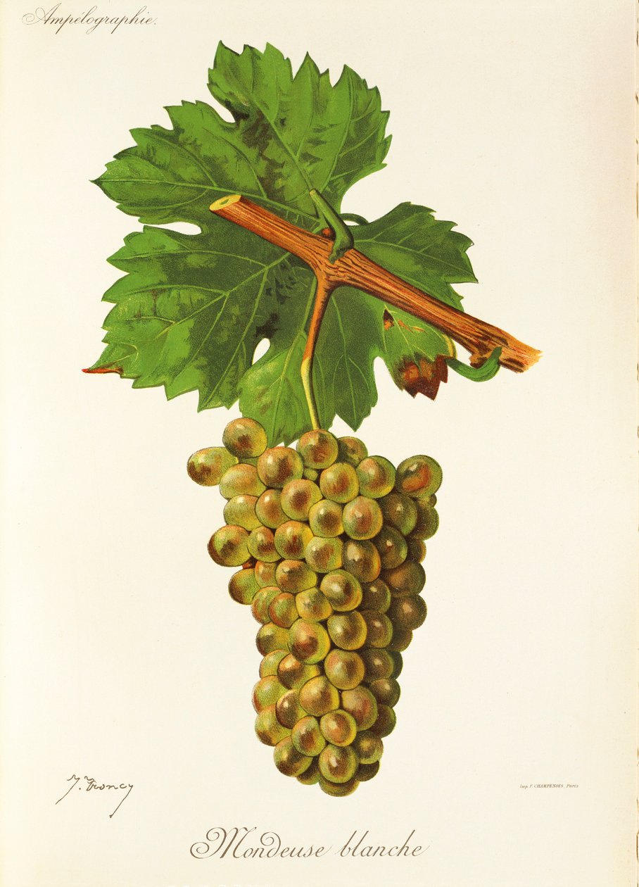 Uva Mondeuse Blanche de J. Troncy de Jules Troncy