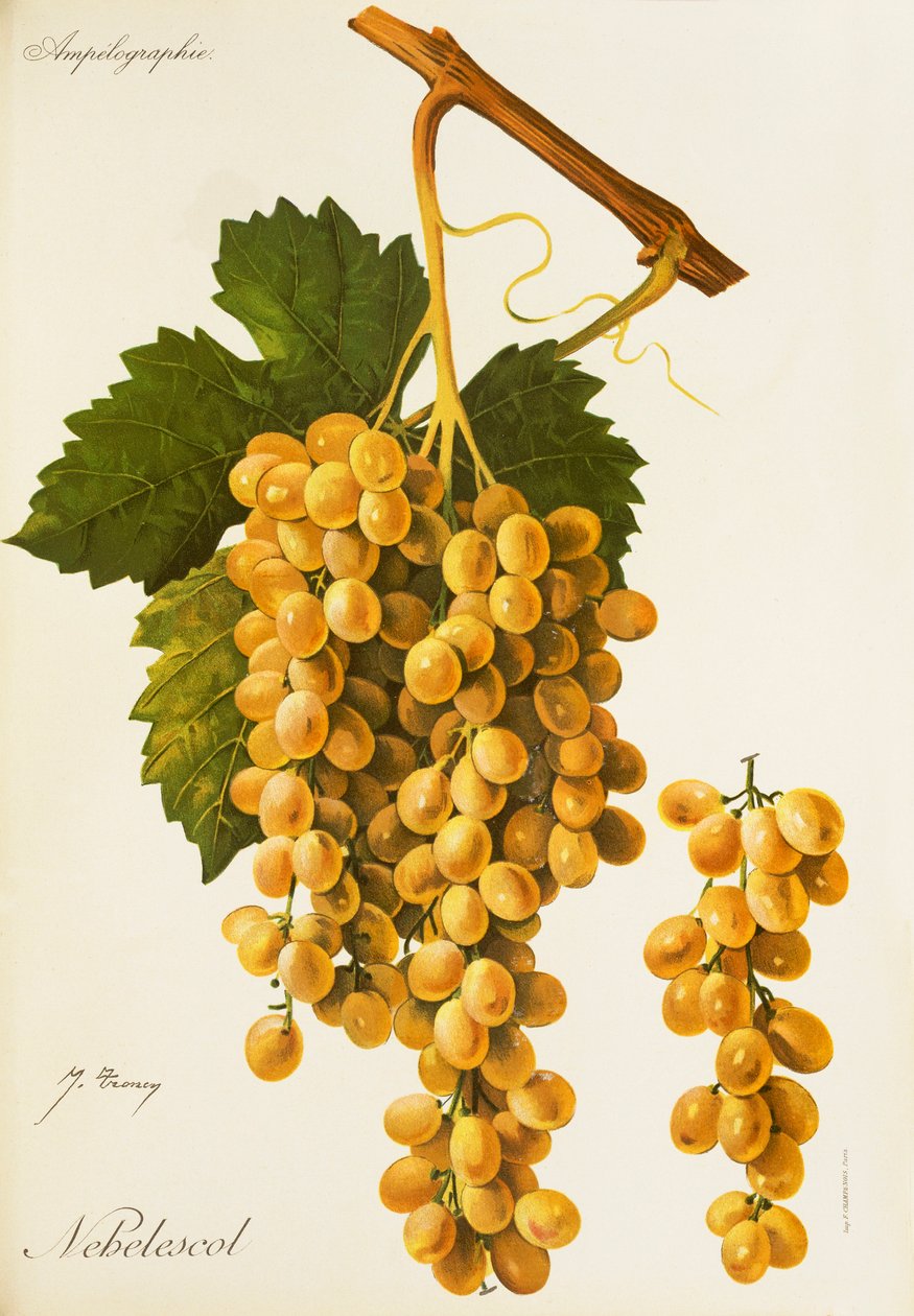 Uva Nebelescol de J. Troncy de Jules Troncy