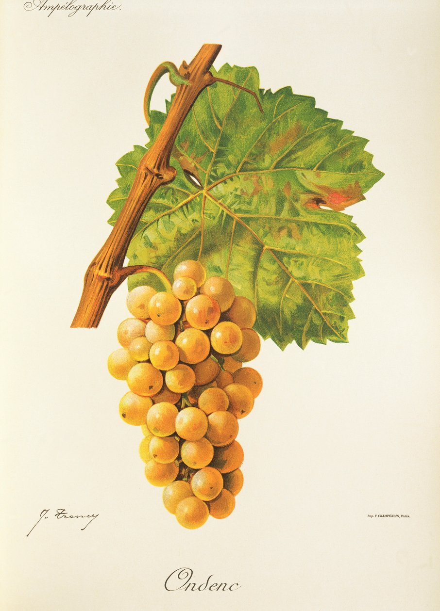 Uva Ondenc de J. Troncy de Jules Troncy