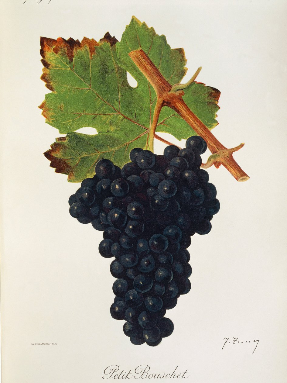 Uva Petit Bouschet de J. Troncy de Jules Troncy
