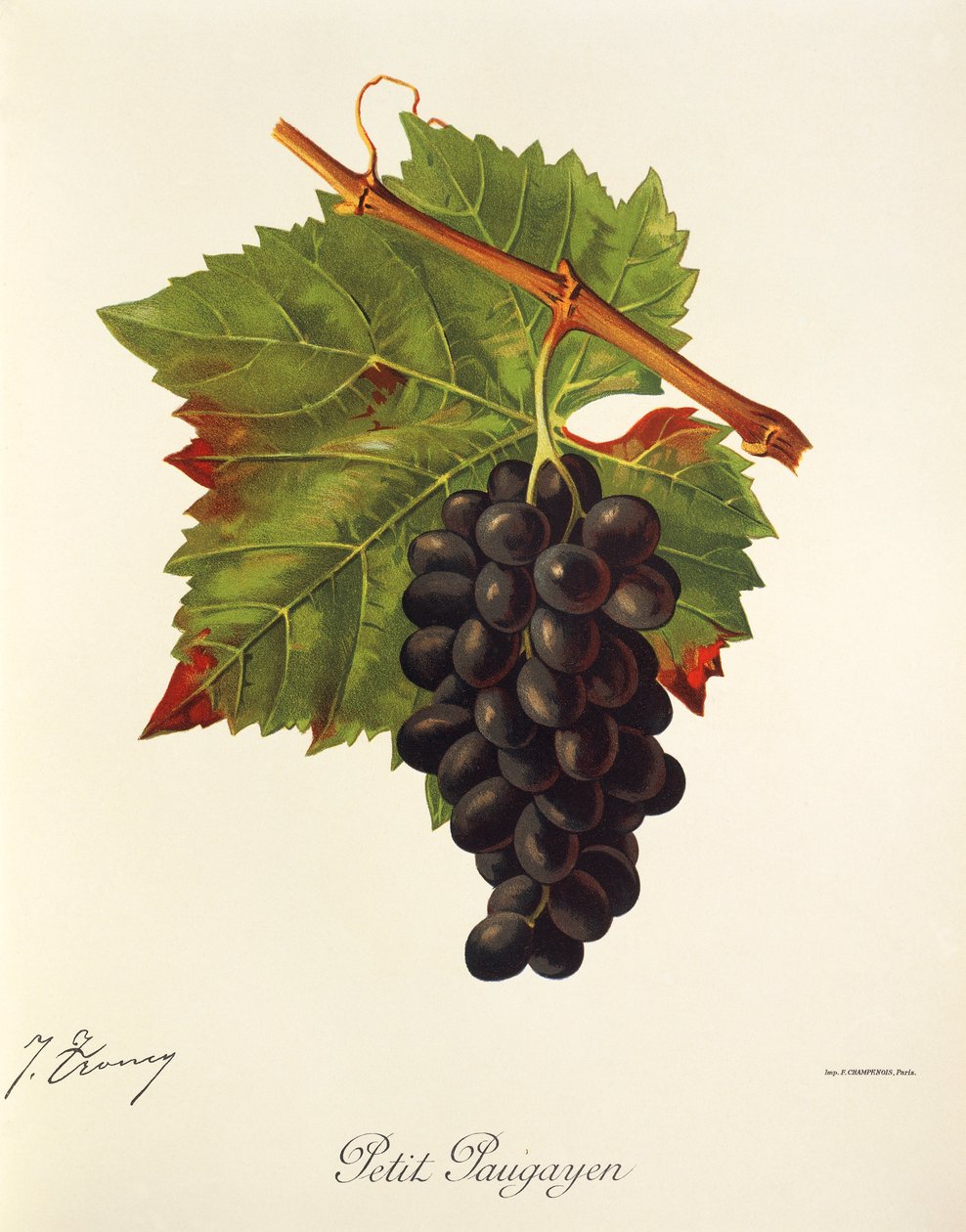 Uva Petit Paugayen de J. Troncy de Jules Troncy