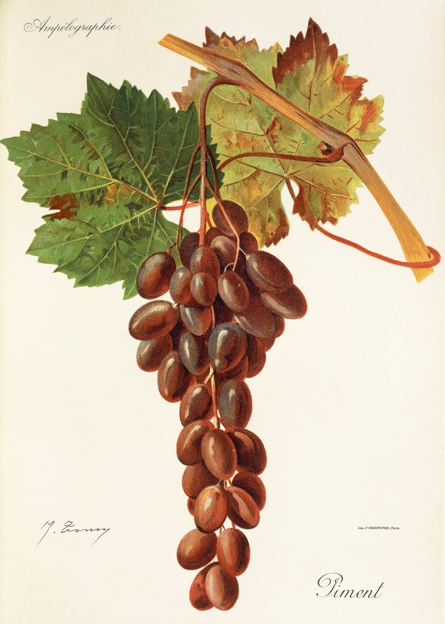 Uva de pimiento de J. Troncy de Jules Troncy