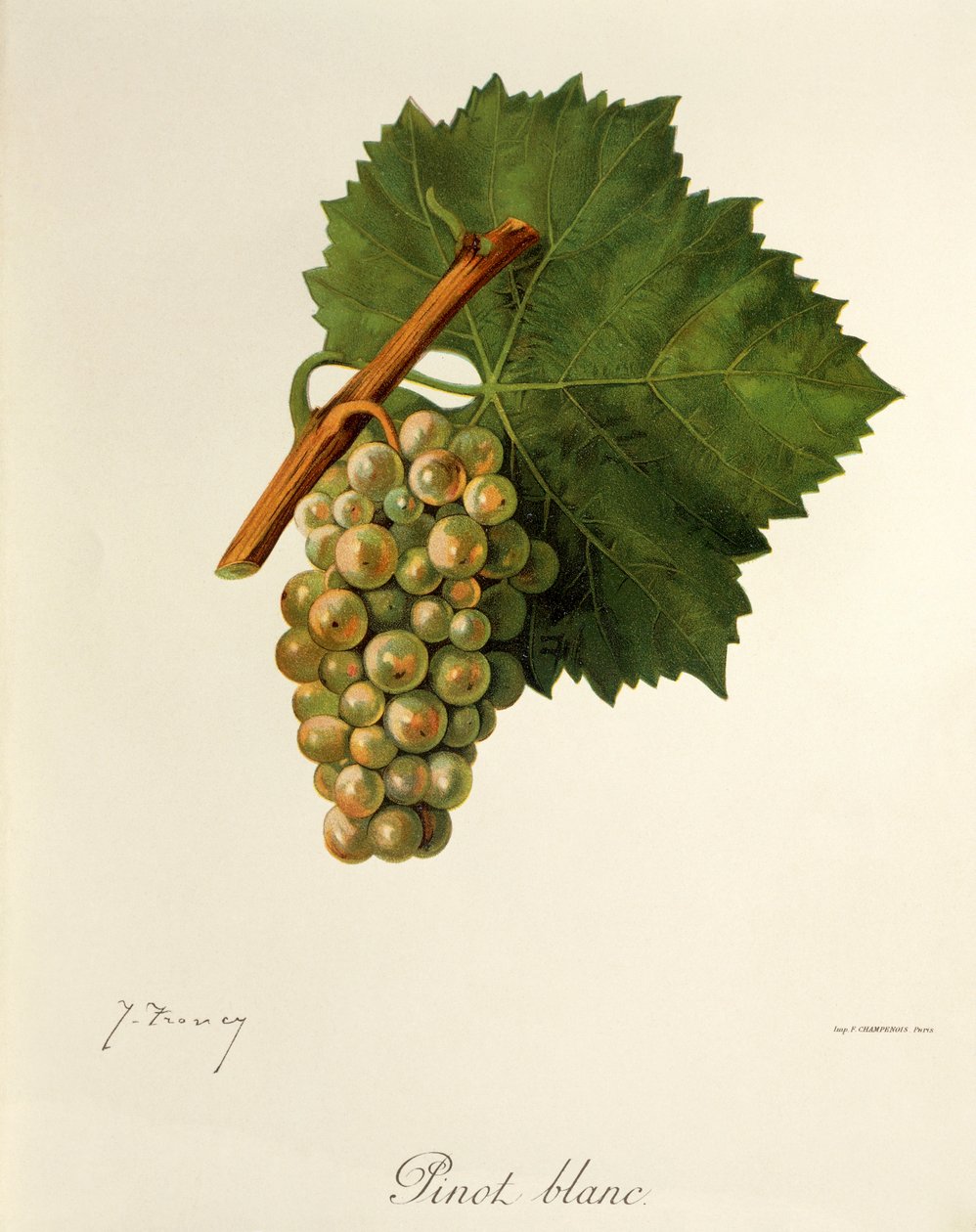 Uva Pinot Blanc por J. Troncy de Jules Troncy