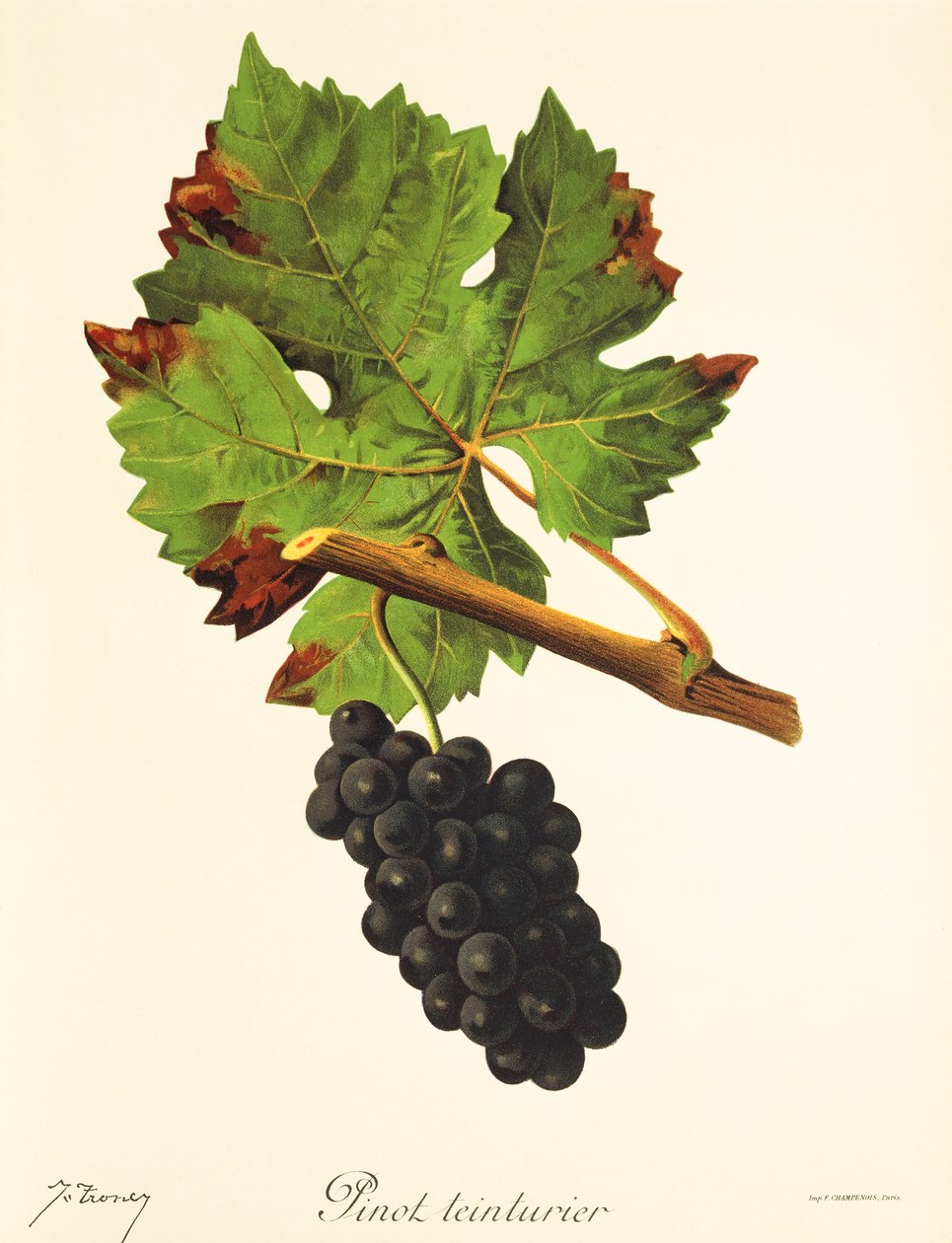 Uva Pinot Teinturier de J. Troncy de Jules Troncy