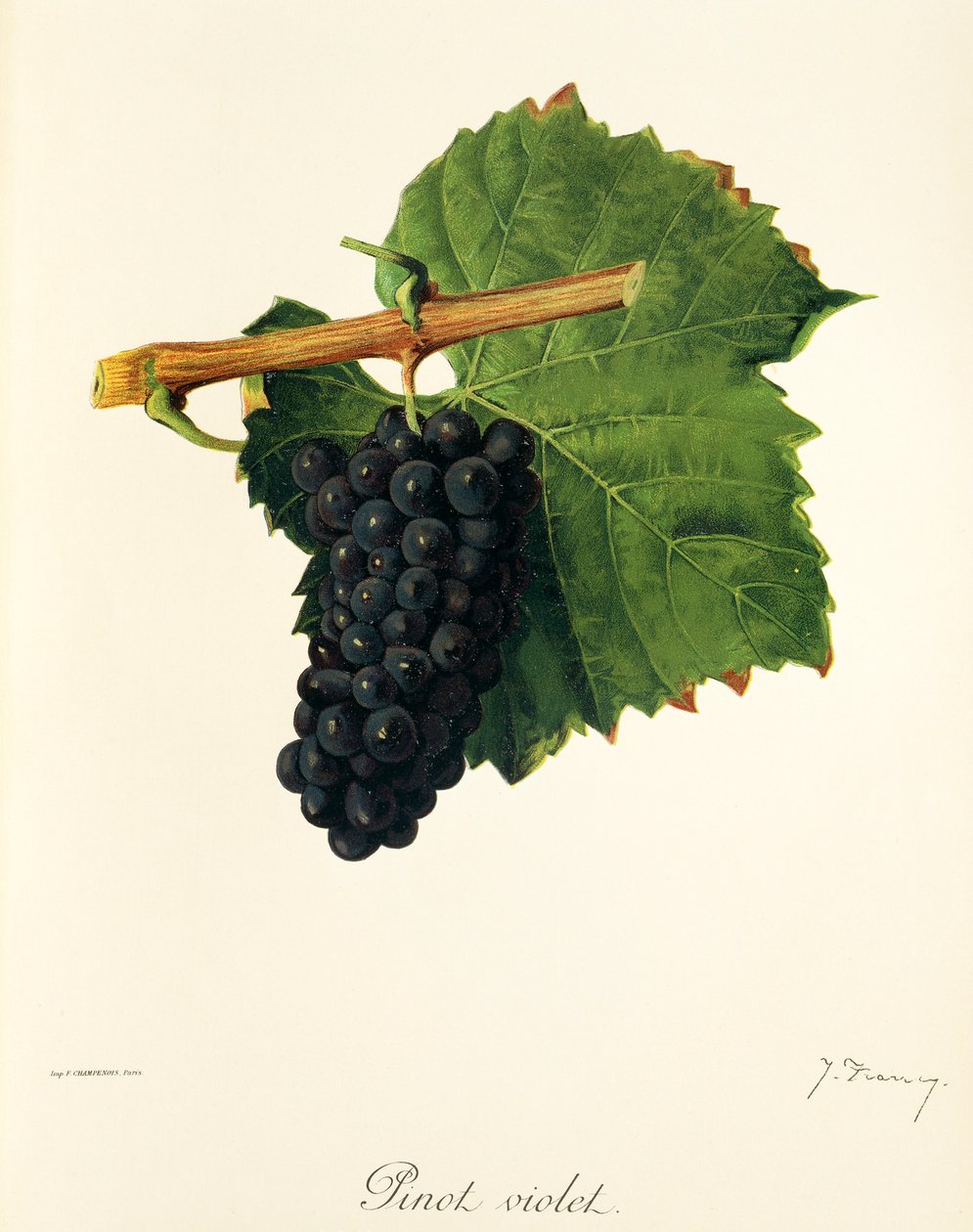 Uva Pinot Violeta de J. Troncy de Jules Troncy