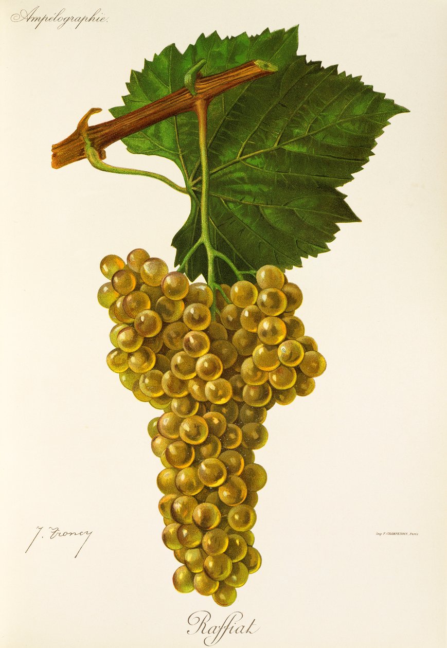 Uva Raffiat de J. Troncy de Jules Troncy