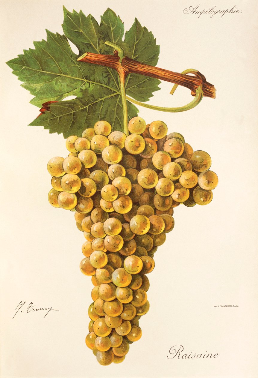 Uva Raisaine de J. Troncy de Jules Troncy