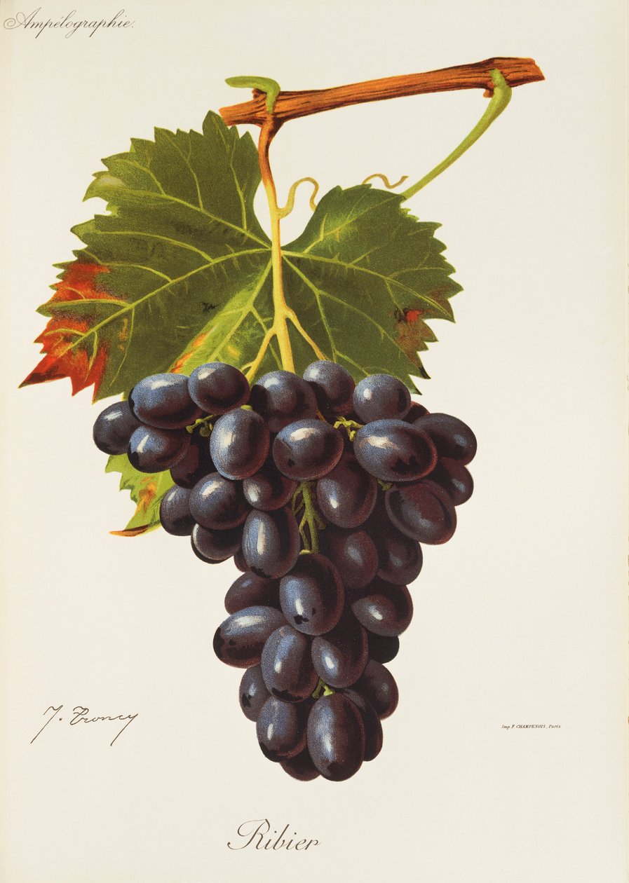 Uva Ribier por J. Troncy de Jules Troncy