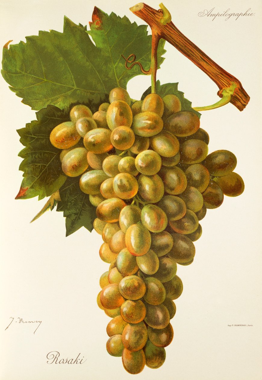 Uva Rosaki por J. Troncy de Jules Troncy