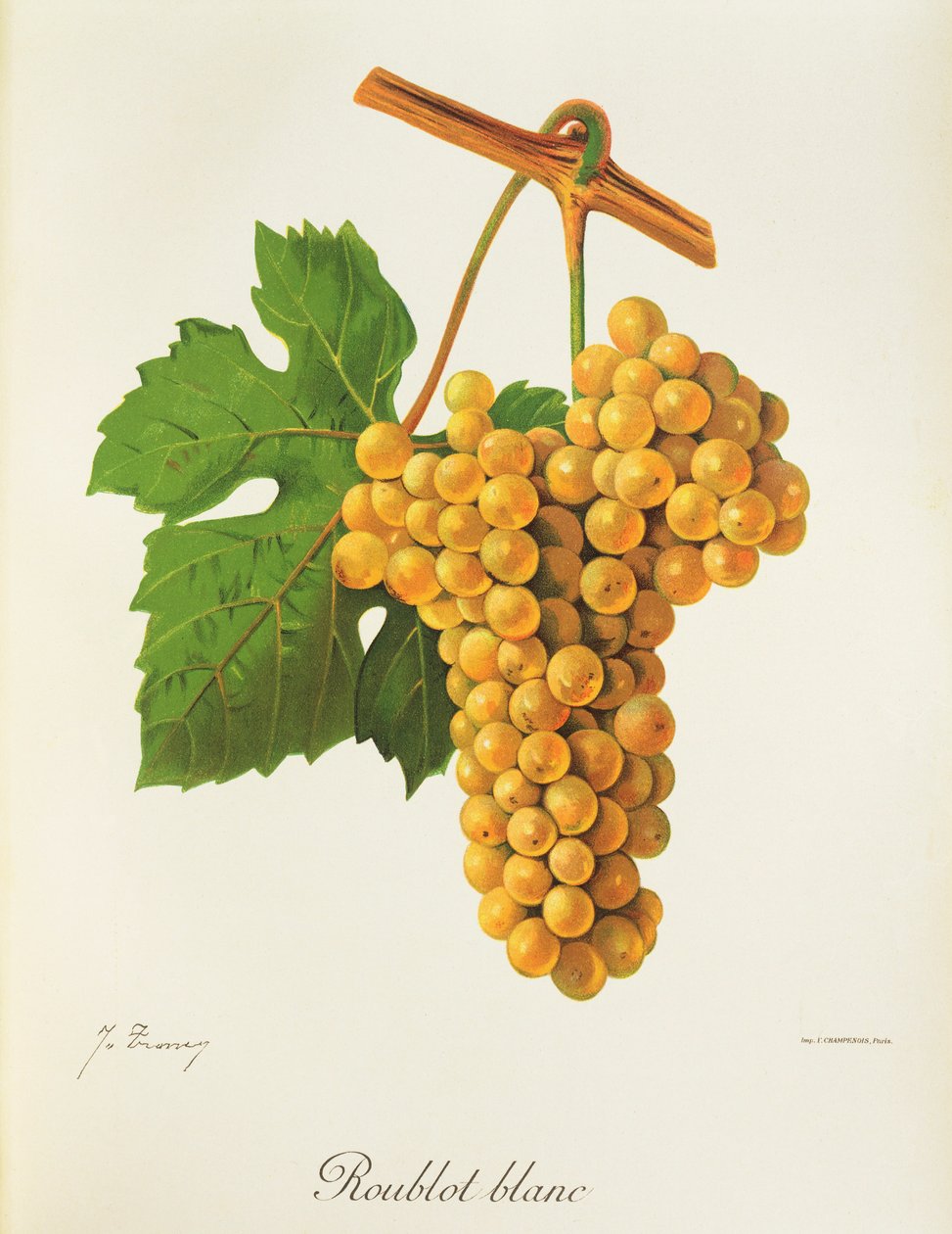 Uva Roublot Blanc de J. Troncy de Jules Troncy
